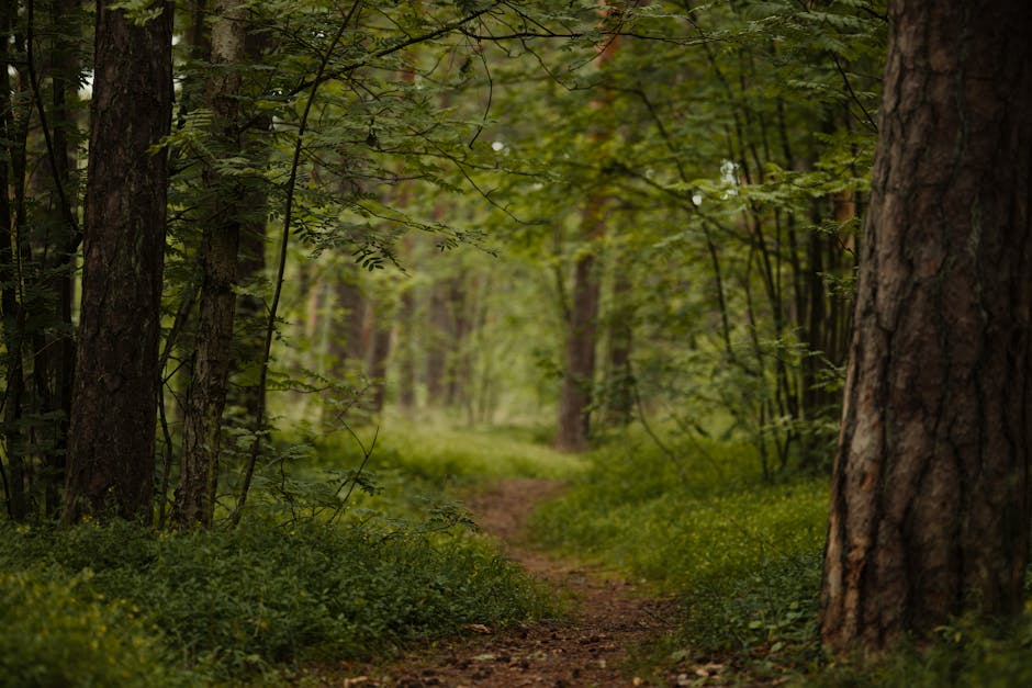 Person walking slowly in nature during a mindfulness retreat