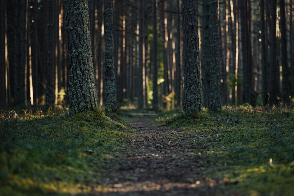Person walking mindfully in nature