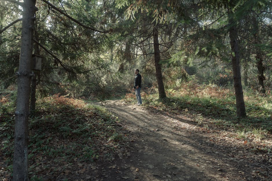 Person walking slowly in a serene forest path