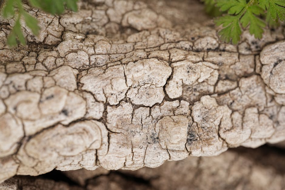 Close-up of tree bark and leaves in a forest