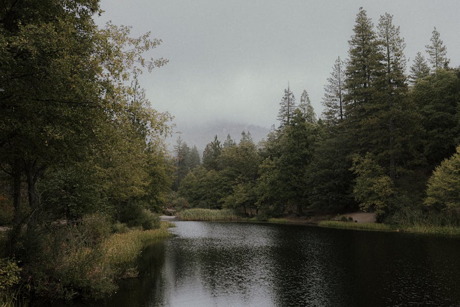 Calm forest scene near water with mist and greenery