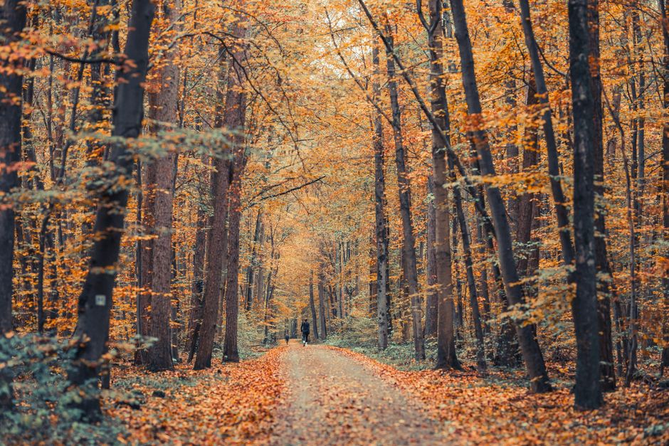A person standing at a crossroads in a forest, symbolizing a life transition and inner journey