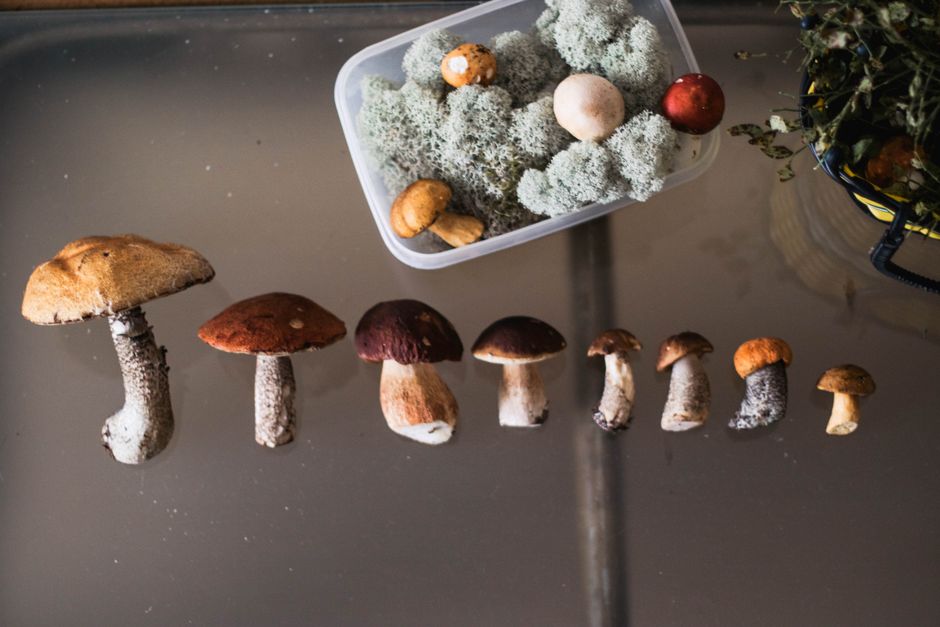 Top view of uncooked mushrooms placed on row near plastic container filled with moss and small mushrooms located on glass transparent table