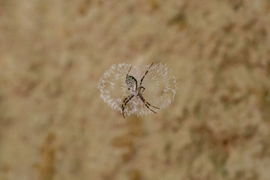 Rêver d’araignées : ce que la psychologie peut en dire A detailed view of a spider centered in its delicate, intricate web against a blurred background.