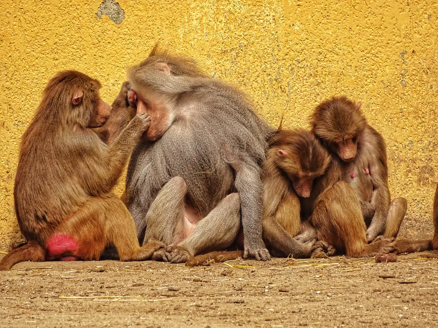 A group of baboons relaxes together against a yellow wall, showcasing social behavior.