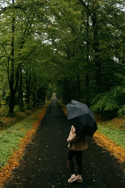 A person walks down a rainy, leaf-lined road with an umbrella, surrounded by lush green trees.