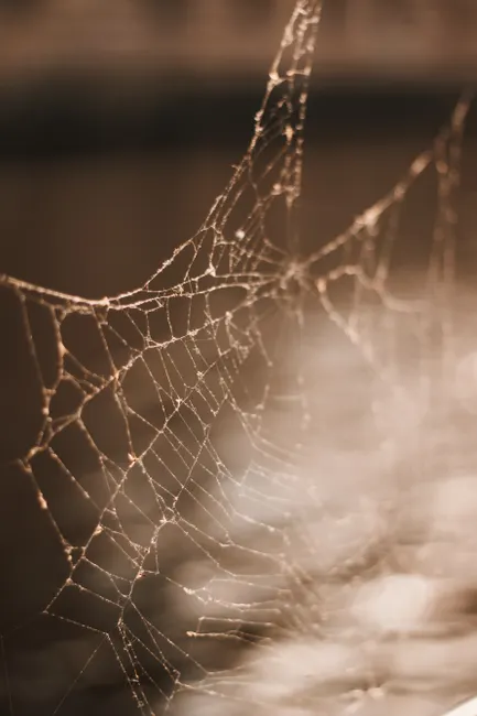 A shallow focus image of a spider web illuminated by warm sunlight, showing intricate details.