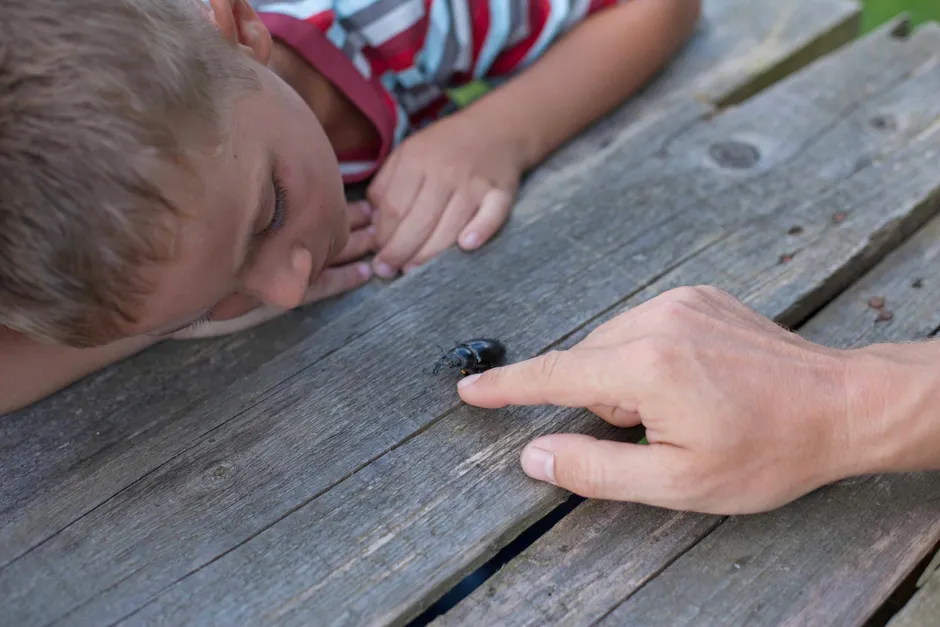 Autisme régressif : ce que montrent les études de 2025 et 2026 A young boy curiously observes a beetle on wood, guided by an adult's hand.