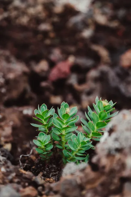 Detailed close-up of Rhodiola Rosea, a perennial plant, in natural rocky habitat.