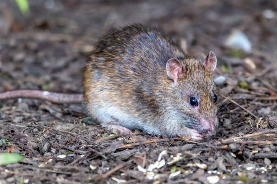 Detailed close-up view of a brown rat foraging in a forest setting, showcasing its natural habitat.