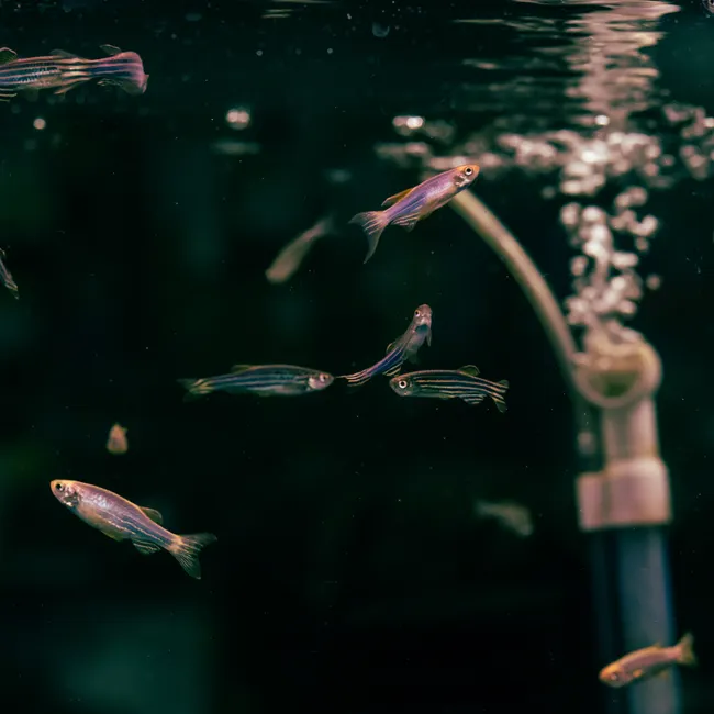 Zebrafish gracefully swimming in an aquarium with air bubbles, showcasing aquatic life.