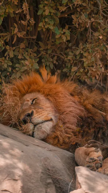A majestic lion peacefully sleeping under the shade in the Tanzanian wilderness.