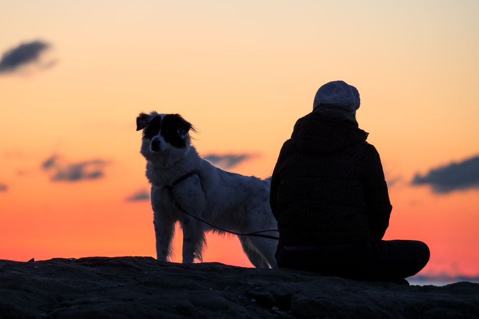Animal de soutien émotionnel : ce qu’il apporte, et ce qu’il ne remplace pas A serene silhouette of a person and dog enjoying a sunset outdoors.