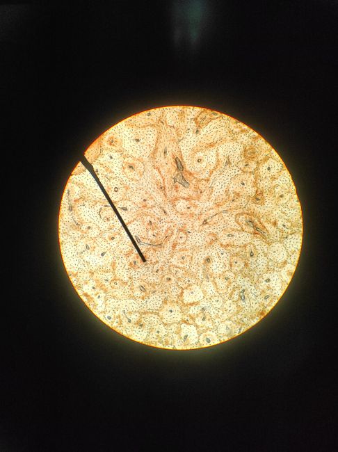 Close-up view under microscope showing plant tissue cross section.