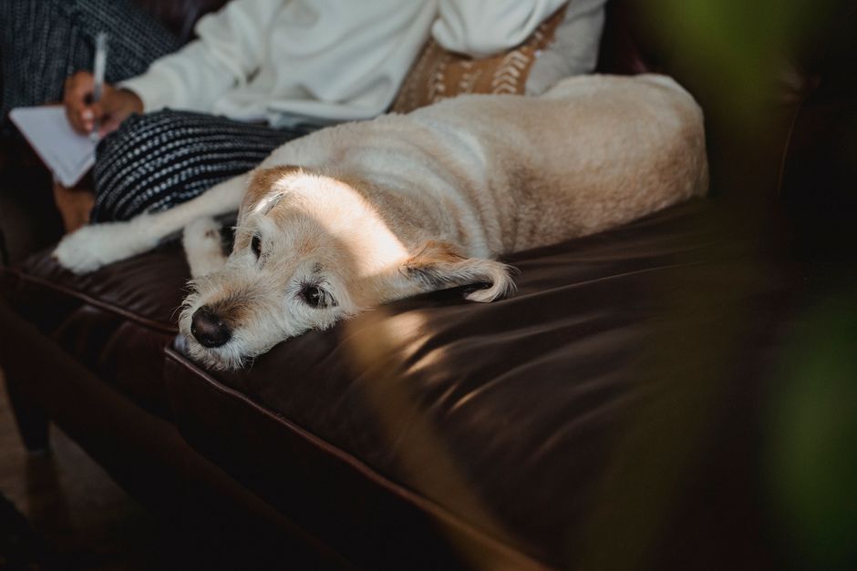Cute dog lying on couch near anonymous African American woman in casual clothes with notepad and pen at home in daytime